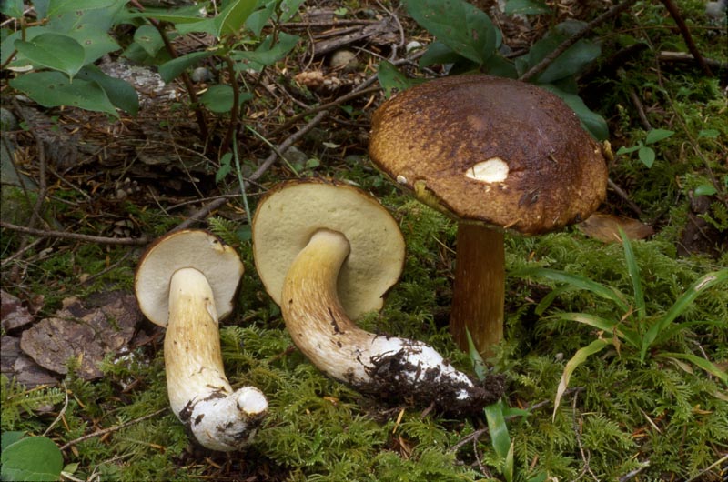 Boletus fibrillosus